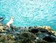 Can a p&eacute; do mar na Habana / Flickr: Andreadek (http://www.flickr.com/photos/pontodeak/)