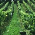 O Albari&ntilde;o triunfa en Xap&oacute;n