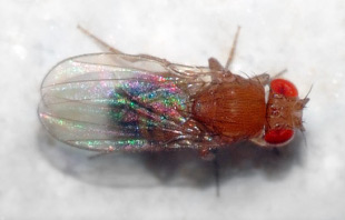 Unha mosca da froita / Andr&eacute; Karwath