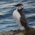 O arao &eacute; unha das aves que corre perigo de extinci&oacute;n en Galiza