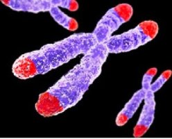 A telomerasa protexe os extremos do ADN, un descubrimento que permite avanzar na investigaci&oacute;n contra o cancro