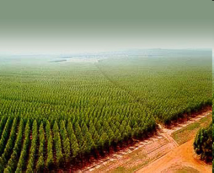 O monocultivo do eucalipto ten causado grave impacto noutras &aacute;reas ind&iacute;xenas suramericanas (na imaxe o sur de Bah&iacute;a / Foto: UITA)