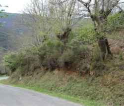 SOS Courel tam&eacute;n denuncia o descoido da Xunta sobre o monte aut&oacute;ctono