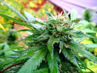 O produto &eacute; un derivado da planta do cannabis