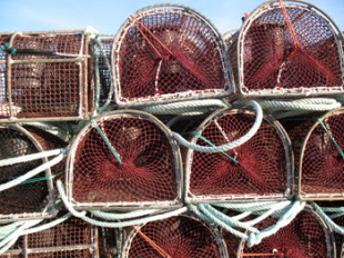 Actualmente, a arte de pesca m&aacute;is empregada son as nasas, se ben tam&eacute;n se captura o polbo coa ra&ntilde;a ou o bicheiro