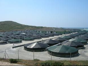 Piscifactor&iacute;a de rodaballo de Lira