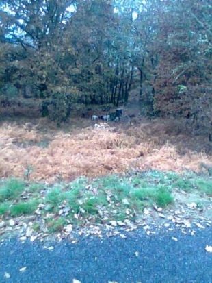 Os cans morden un xabar&iacute;n, cazado a menos de 50 metros da estrada / Foto: matarpormatarnon.org