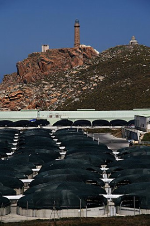 Imaxe da planta acu&iacute;cola de Cabo Vil&aacute;n (Camari&ntilde;as) / Fuco