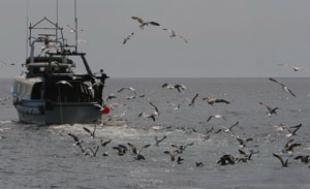 Diferentes colectivos alertan de que a pesca se enfrontar&aacute; nun futuro ao colapso tanto econ&oacute;mico como ambiental