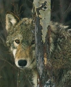 'Canis lupus signatus', nome cient&iacute;fico do lobo galego