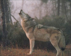 Verdegaia e ASCEL subli&ntilde;an que todos os estudos cient&iacute;ficos inciden nas nefastas consecuencias que ten a matanza masiva dos lobos