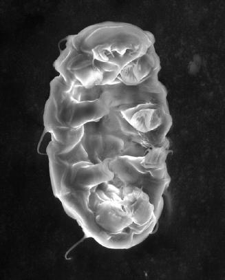 Tard&iacute;grado. Microscop&iacute;a electr&oacute;nica de barrido
