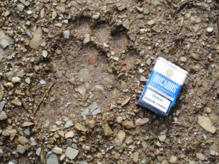 &Aacute; beira dunha caixa de tabaco, pode observarse a dimensi&oacute;n da pegada do oso pardo