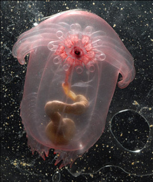 O "cogombro de mar transparente" foi localizado no Golfo de M&eacute;xico a 2.750 metros de profundidade