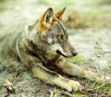 O lobo &eacute; un animal con especial protecci&oacute;n no pa&iacute;s