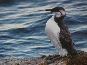 O arao &eacute; unha das aves que corre perigo de extinci&oacute;n en Galiza