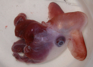 O "Oct&oacute;podo dumbo" &eacute; unha extra&ntilde;a medusa con aletas