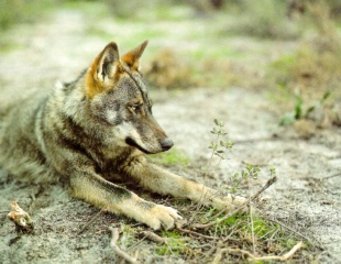 As poboaci&oacute;ns illadas corren o risco de que o lobo galego desapareza, e cada vez hai m&aacute;is / Foto: Ascel