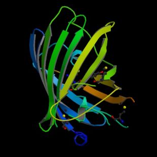 Estrutura da prote&iacute;na GFP / Imaxe: RCSB Protein Data Bank