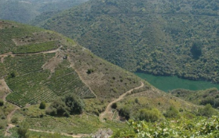 Vi&ntilde;as na Ribeira Sacra (Imaxe: RibeiraSacra.org)