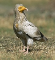 O 'Neophron percnopterus' tam&eacute;n est&aacute; en perigo de extinci&oacute;n / Imaxe: Bernard Castelein