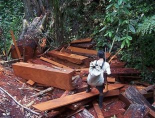 Os madeireiros invadiron a zona para cortar as &aacute;rbores dos asentamentos