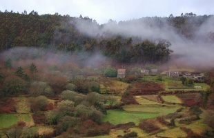 Unha t&iacute;pica paisaxe galega, con eucaliptos e todo. Agora, todo ter&aacute; un nome co novo dicionario / Flickr: triart3d