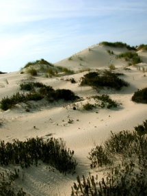 Dunas de Mira, onde Pescanova pretende constru&iacute;r a planta / Ant&oacute;nio Campos
