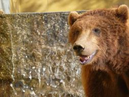 Un oso no Vigozoo / Imaxe: web do zool&oacute;xico vigu&eacute;s