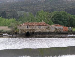 O mu&iacute;&ntilde;o de mar en Ortigueira / Imaxe: M. Lara (2009)