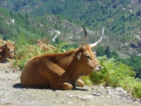 Vaca deitada na Peneda-Ger&ecirc;s / Flickr: stukinha