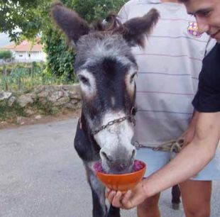 A 'chega' desenv&oacute;lvese na Festa da Sopas de Burro canso (na imaxe)