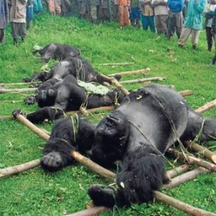 Unha cacer&iacute;a de gorilas en Ruanda