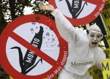 Manifestaci&oacute;n contra os cultivos do millo transx&eacute;nico MO810, fabricado por Monsanto