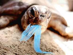Tartaruga comendo no pl&aacute;stico
