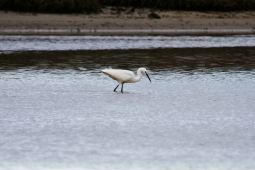 Unha garza com&uacute;n na lagoa de Baldaio / Flickr: miguelnavaza