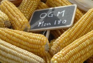 Millo de Monsanto, modificado xeneticamente